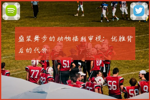 盛装舞步的动物福利审视：优雅背后的代价